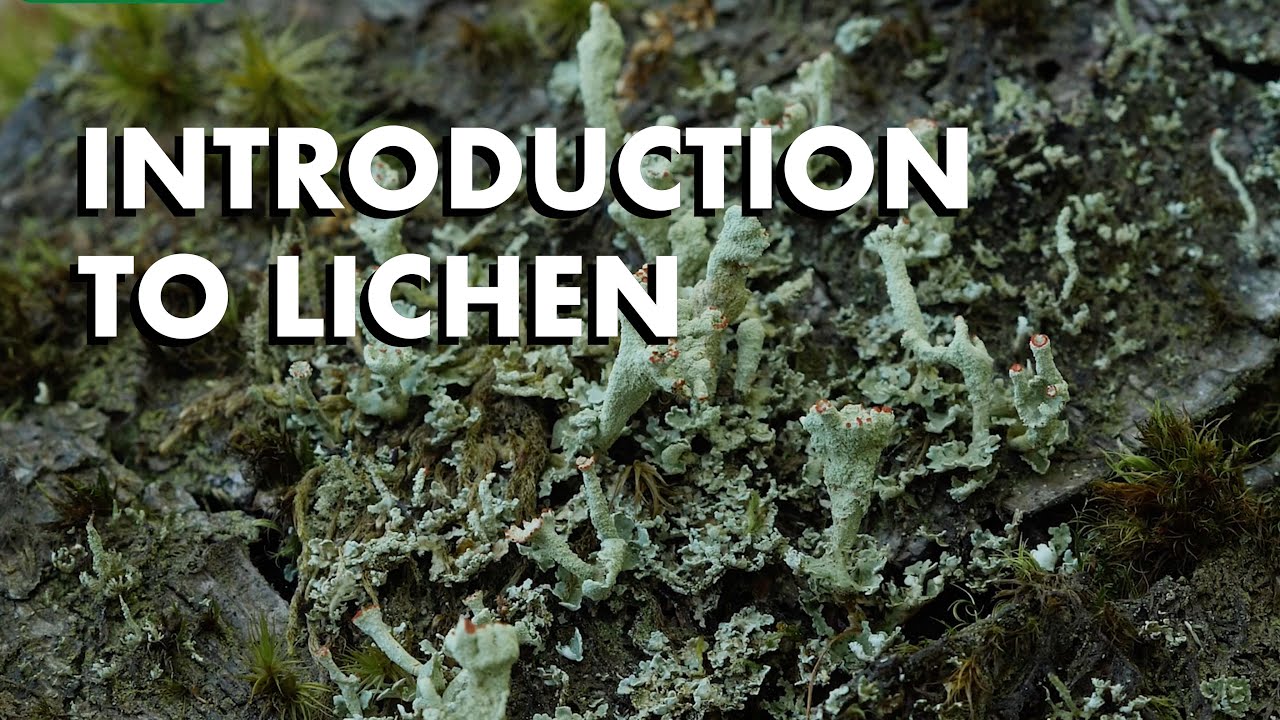 Jamur yang dapat membentuk lichenes adalah