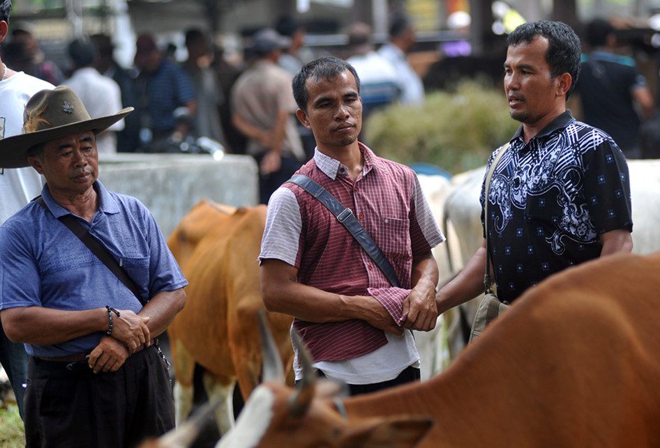 Marosok, Teknik Jual Beli Ternak Unik di Ranah Minang