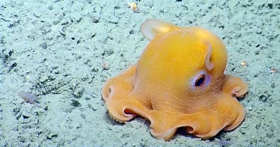 5 Hewan Laut yang Cantik Namun Jarang Diketahui