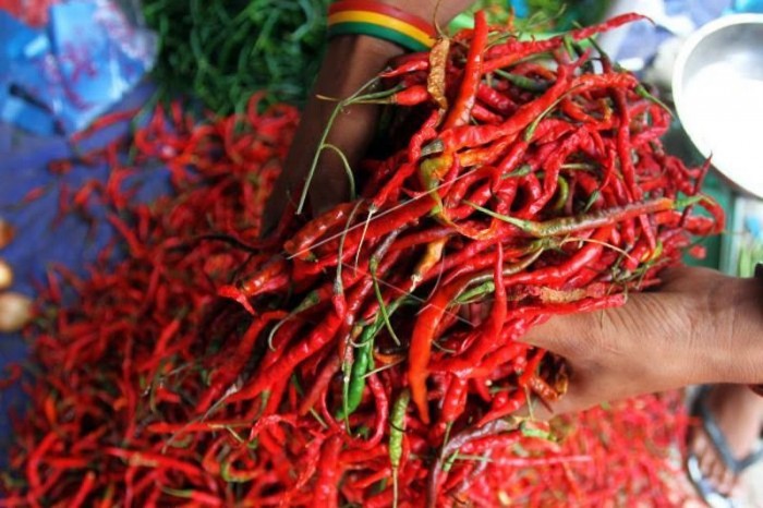 Pemda Sumut Perkuat Pengerjaan Rumah Produksi Cabai Merah