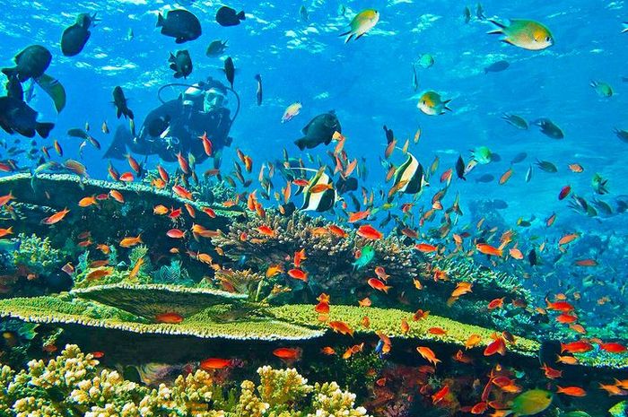 Kekayaan Laut : Keanekaragaman Hingga Tantangan Pelestariannya