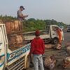 Bergeletakan pada pada Tol Jagorawi, Beberapa Ekor Babi Mati Gegara Sopir Truk Ngantuk!