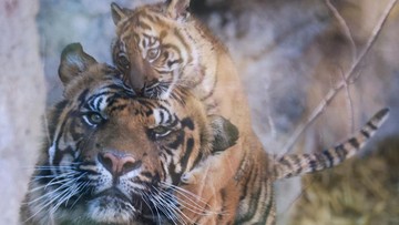 baru-lahir-juni,-bayi-harimau-sumatra-di-marga-satwa-bukittinggi-mati