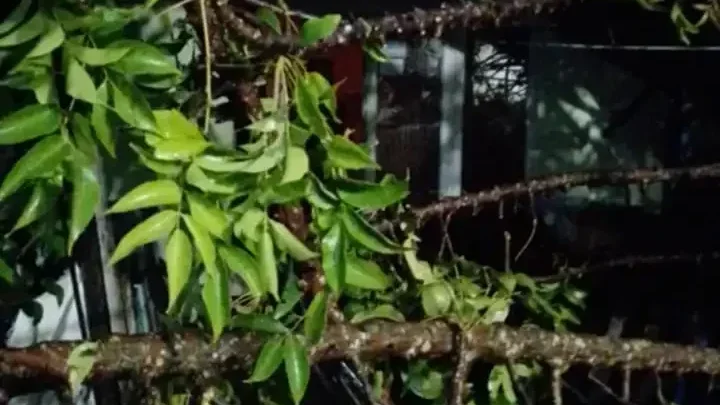 Pohon Kedondong Tumbang Timpa Rumah Warga Padang, BPBD Turun Tangan