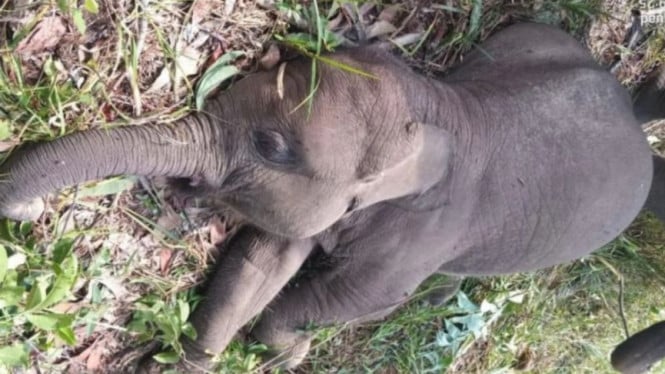 EEHV Renggut Nyawa Anak Gajah di Tesso Nilo