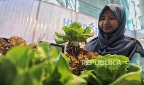 Bapanas Dorong Pemanfaatan Pekarangan untuk Perkuat Ketahanan Pangan Nasional