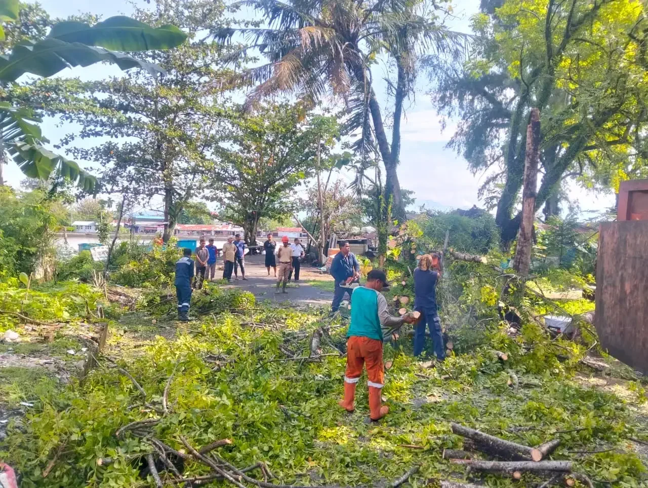 Pohon Kedondong 20 Meter Tumbang Tutup Jalan di Padang Utara