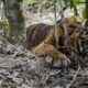 harimau-sumatera-terjebak-di-kantor-brin-agam-usai-kejar-anjing