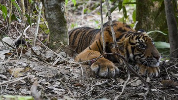 Harimau Sumatera Terjebak di BRIN Agam, BKSDA Bertindak