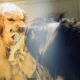 warga-manggarai-timur-meninggal-akibat-rabies,-anjing-yang-menggigit-dibunuh-lalu-dikonsumsi-17-orang