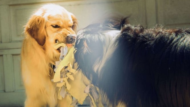 warga-manggarai-timur-meninggal-akibat-rabies,-anjing-yang-menggigit-dibunuh-lalu-dikonsumsi-17-orang