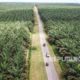 gapki-sebut-kinerja-industri-sawit-membaik-tahun-ini