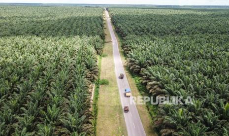 gapki-sebut-kinerja-industri-sawit-membaik-tahun-ini