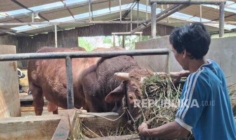 Pemerintah Percepat Pembangunan Pabrik Pakan Ternak di Daerah