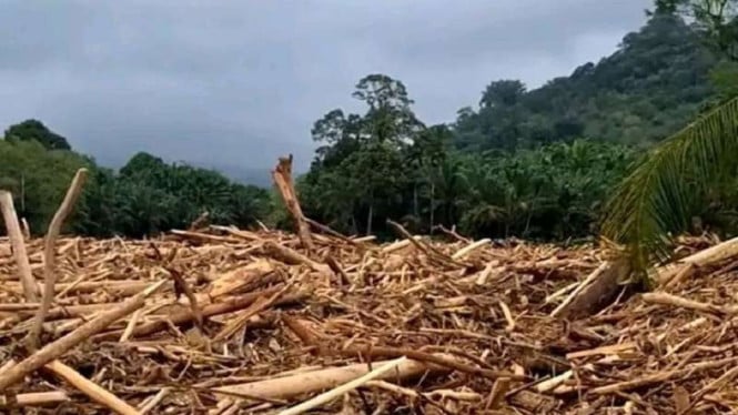 Polisi Usut Pembalakan Liar di Balik Banjir Sumatra