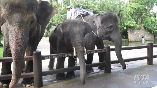PETA Tuding Wisata Bali Siksa Gajah, Unggah Bukti!