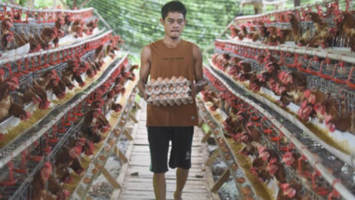 Permintaan Telur Menu MBG Sentuh 127,3 Ribu Ton