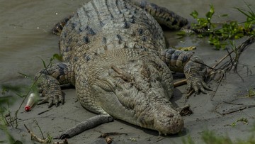 Buaya Terkam Nelayan Bintan Hingga Tewas di Tembeling Tanjung