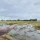 194,5-hektare-sawah-di-tangerang-gagal-panen-akibat-banjir