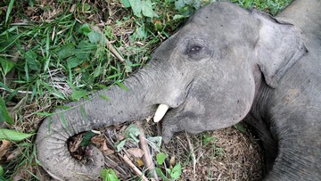 Menhut Buru Pembunuh Gajah Tanpa Kepala di Riau!