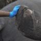 gajah-ratna-mati-di-rahmat-zoo-dan-park-sumut-diduga-gagal-fungsi-organ