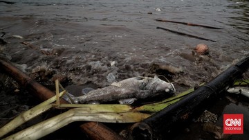 Pabrik Pestisida Cemari Cisadane, Ikan Mati Berbau Solar