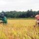 kementan-alokasikan-rp-336-miliar-rehabilitasi-sawah-di-sumatera