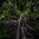 menhut-perluas-perhutanan-sosial:-target-1,4-hektar-hutan-adat-4-tahun