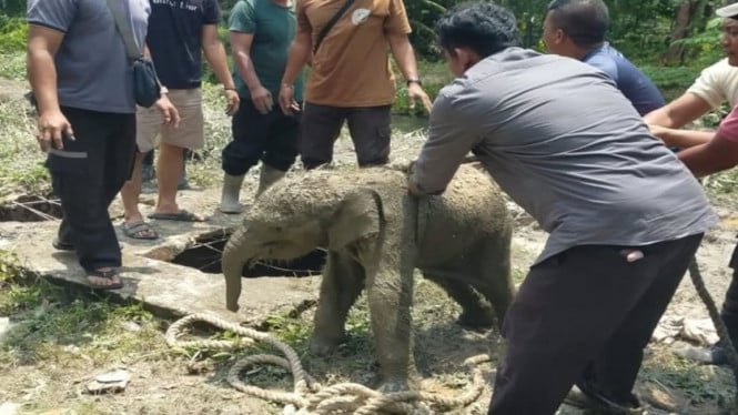 Anak Gajah Terperosok, Kawanan Gajah Mengamuk Rusak Mess di Siak