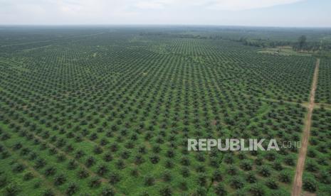 PTPN I Transformasi Bisnis: Kejar Agresivitas, Pulihkan Kinerja, Perkuat Finansial