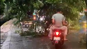 Pohon Tumbang Akibat Hujan Deras Menghambat Akses Jalan Menuju Mabes TNI