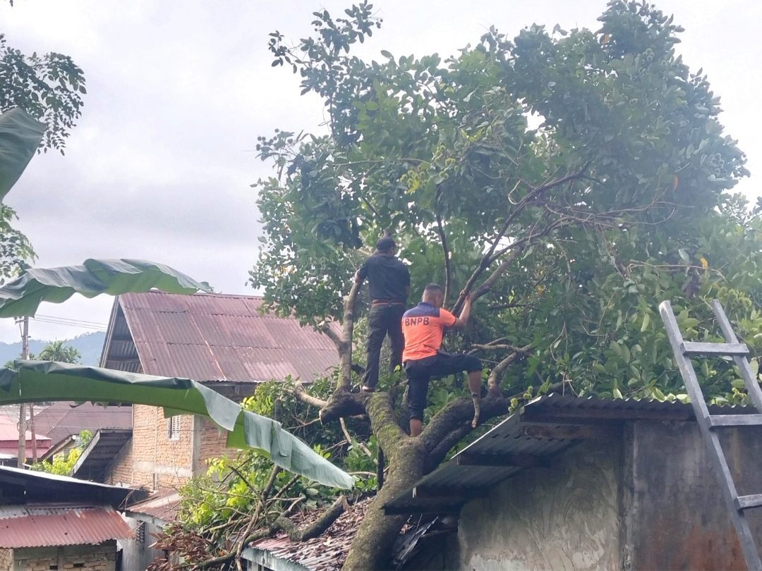 BPBD Padang Evakuasi Pohon Tumbang, Rumah Lansia Rusak