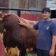 melihat-sapi-kurban-presiden-‘malboro’-seberat-satu-ton-di-sumbar