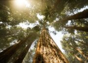 Tim Ilmuwan Temukan Pohon Raksasa Setinggi 84 Meter di Hutan Taiwan