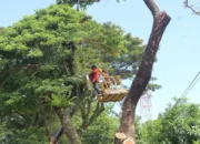 Antisipasi Cuaca Ekstrem, DLH Padang Gencar Pangkas Pohon di Jalur Utama