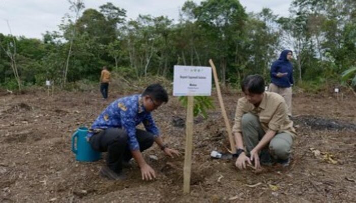 Restorasi Batang Toru Pulihkan 159 Hektare Habitat Orangutan Tapanuli