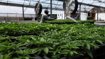 di-balik-kepulan-asap-ganja,-ada-ancaman-nyata-krisis-iklim