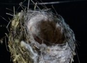 Burung di Medan Perang Ukraina Gunakan Kabel Drone untuk Membangun Sarang