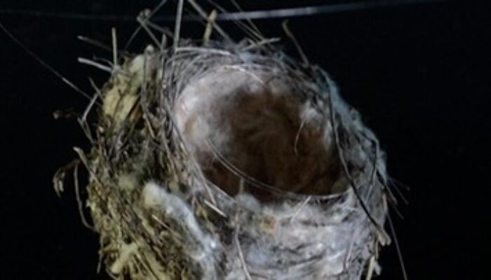 Burung di Medan Perang Ukraina Gunakan Kabel Drone untuk Membangun Sarang