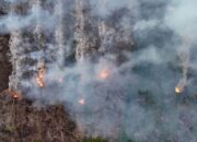 Memasuki Musim Kemarau, Karhutla di Sumatera Selatan Melonjak Capai 306 Kejadian