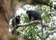 Peneliti Temukan Spesies Monyet Likweli yang Terancam Punah di Kongo