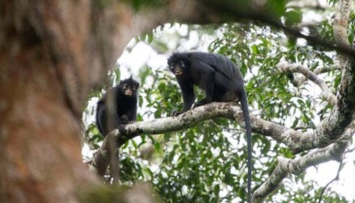 Peneliti Temukan Spesies Monyet Likweli yang Terancam Punah di Kongo