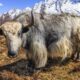 proyek-‘misterius’-china-lahirkan-hewan-yak-tibet-hasil-kloning