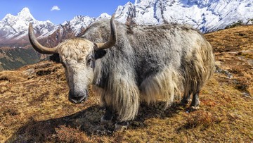 proyek-‘misterius’-china-lahirkan-hewan-yak-tibet-hasil-kloning