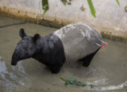 Tapir Tersesat Disembelih, Ancaman Nyata Hilangnya Ruang Hidup Satwa