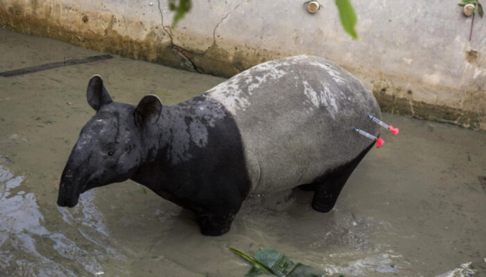 Tapir Tersesat Disembelih, Ancaman Nyata Hilangnya Ruang Hidup Satwa