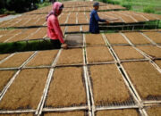 Pembatasan Kadar Nikotin Ancam Penyerapan Hasil Panen Petani Tembakau