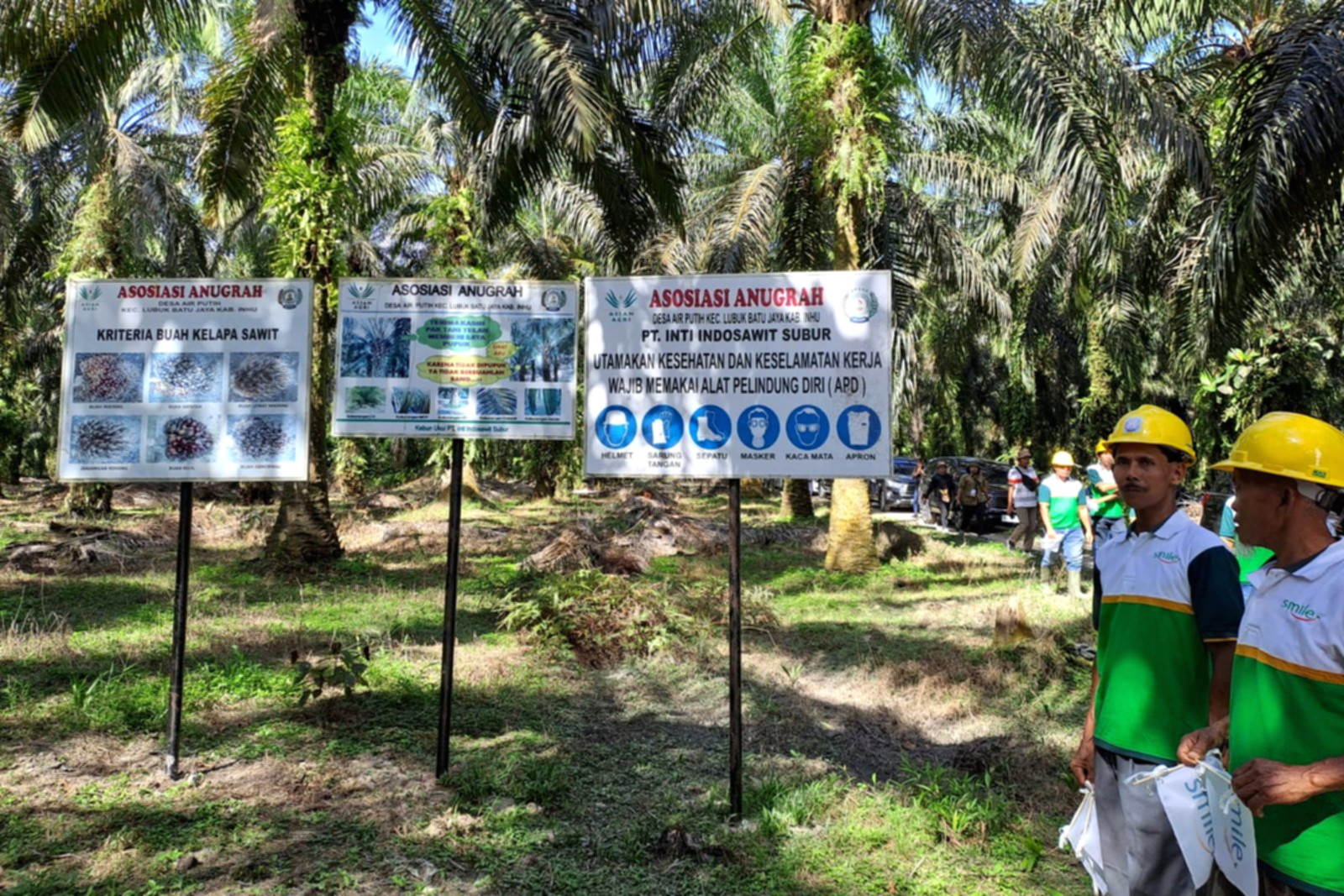Petani kelapa sawit di perkebunan sedang memanen buah kelapa sawit untuk kebutuhan rantai pasok biodiesel.