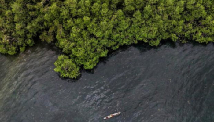 Komitmen ESG BNI Dorong Pelestarian Mangrove yang Berkelanjutan