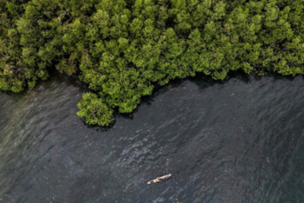Karyawan BNI bersama masyarakat menanam bibit mangrove sebagai bagian dari program ESG perusahaan.